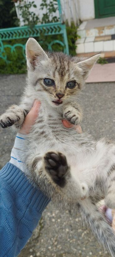 котенок сфинкс: Отдам в хорошие руки. маленький котенок, не породистый. БЕСПЛАТНО