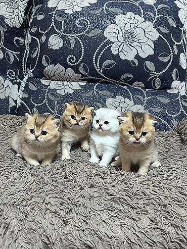скоттиш фолд, купить: Скотиш Фолд (Шотландская вислоухая), 1 месяц, Девочка, Серебристая шиншилла, Приучена к лотку — 5