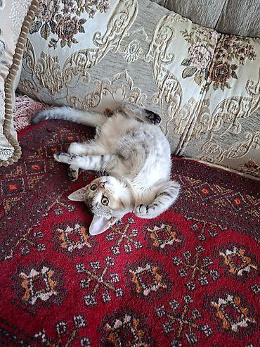 кошки бишкек купить: 3 месяца, Девочка, Приучена к лотку — 1