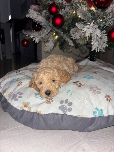 Psi: Pudla, rasa poznata po svojoj visokoj inteligenciji, eleganciji i na lalafo.rs — 3 Psi: Pudla, rasa poznata po svojoj visokoj inteligenciji, eleganciji i — 3