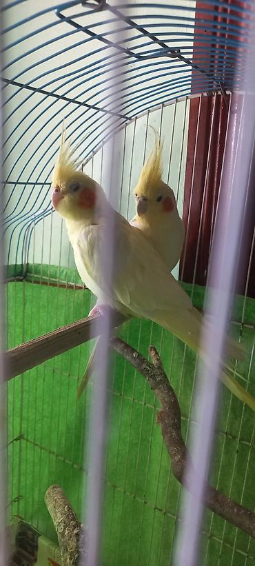 Tutuquşları: Salam Erkek Satilir Tam cute hazir Yas yarimliq.Disi uctu deye tek — 7