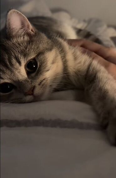 🐾 Etibarlı və Peşəkar Ev Heyvanları Gəzdirilməsi Xidməti! 🐶🐱 Salam!