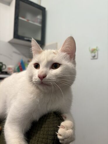 Pişiklər: Türk anqora, Erkək, Yaxşı əllərə — 3