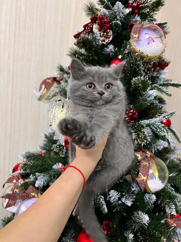 Pişiklər: Şotland yastı qulaq, Erkək, Dişi, Yaxşı əllərə, Ünvandan götürmə, Pulsuz çatdırılma, Ödənişli çatdırılma — 7