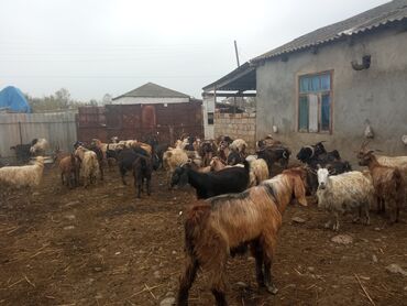 Keçi, çəpiş: Keçilər satilir — 2