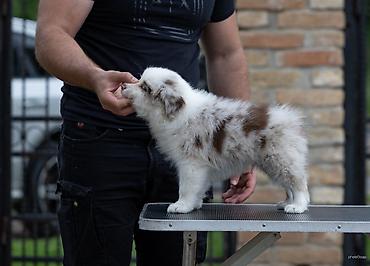 lepi psi: Na prodaju 9 šteneta Border Collie, iz dva različita legla. - Jedno — 3