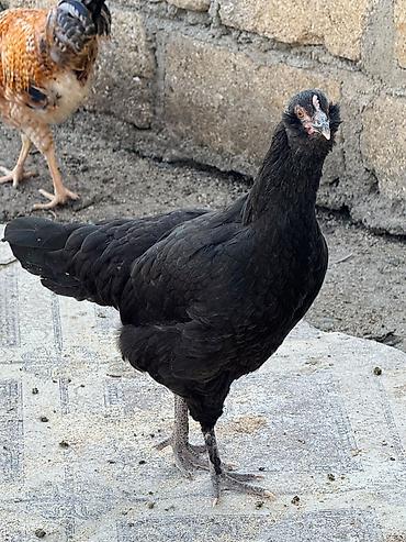 Toyuqlar: Toyuq, Yumurtalıq — 4