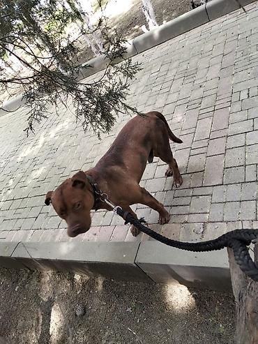 İtlər: 𝘈𝘺𝘢𝘲𝘭𝘢 𝘮𝘰̈𝘩𝘬ə𝘮 𝘴𝘪𝘮𝘦𝘵𝘪𝘥𝘪𝘬𝘥𝘪𝘳. 𝘪𝘵𝘪𝘯 𝘩𝘦𝘤̧ 𝘣𝘪𝘳 𝘬𝘢 𝘱𝘳𝘪𝘻𝘪 𝘰𝘭𝘢 𝘣𝘪𝘭𝘮ə𝘻 — 6