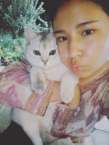 кошк: Ит кууту: Скотиш Страйт (Шотландиялык тик кулактуу), Эркек, 1 жаш, Боз — 4