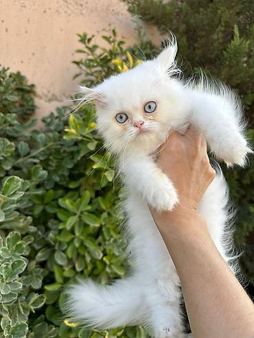 Pişiklər: Şotland, Erkək, Dişi, Yaxşı əllərə, Ünvandan götürmə, Pulsuz çatdırılma, Ödənişli çatdırılma — 9