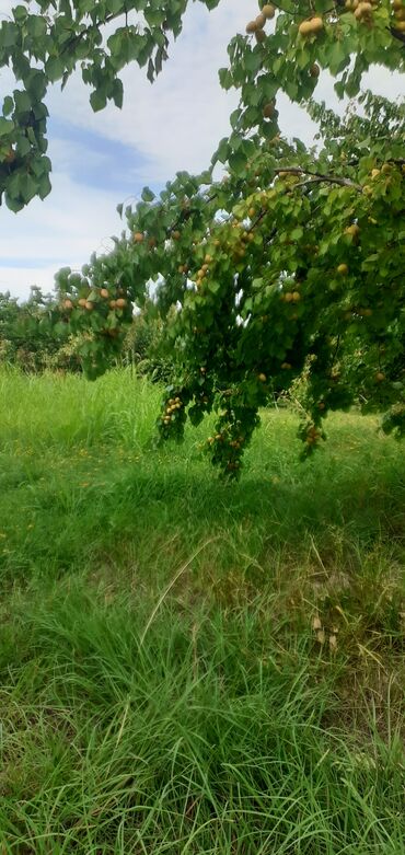 Meyvə və giləmeyvə: Məhsul: Ərik bağı – yetişmiş ərik meyvələri Təsvir: - Şəkillərdə — 10