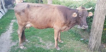 коровы животные: Продаю | Корова (самка) | Алатауская | Для молока | После отела