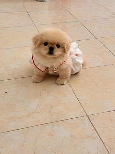 xacmaz heyvan bazari: Pekines, 2 ay, Erkek, Sənədli, Ünvandan götürmə, Pulsuz çatdırılma