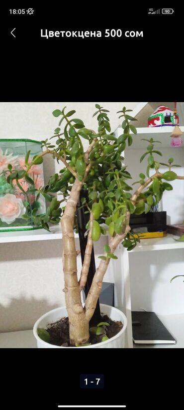 Денежное дерево: Цветок цена 500 сом