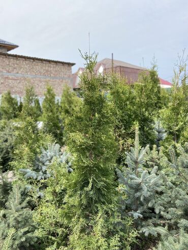 Декоративные деревья: Саженцы деревьев: Ели, Платная доставка, Самовывоз — 7