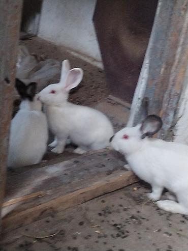 Другие животные: Срочно продаются кролики! 🐰 Продаю семью из 5 кроликов: 🐇 1 взрослая — 3