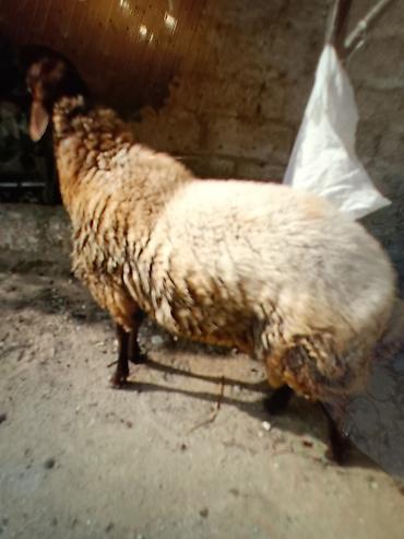 kənd heyvanları: Tam sağlam damazlıq qoç,diri çəkidə 9 manatdan satıram hal hazırda — 5