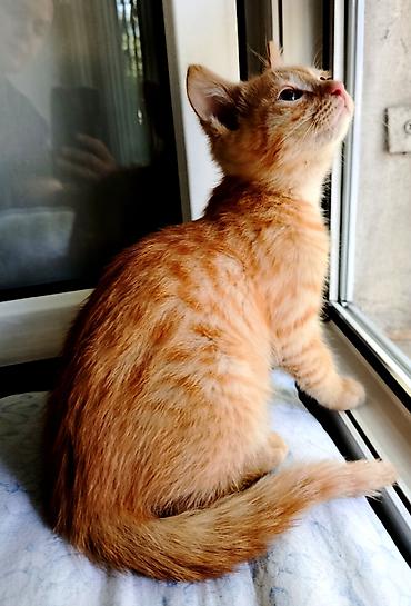 маленький кот: Кошка даром: Беспородная, 2 месяца, Мальчик, Приучена к лотку, Проглистована — 3