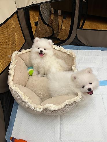 mini spitz: Şpitz, 2 ay, Erkək, Pulsuz çatdırılma — 3