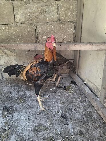 toyug hini: Xoruz, Heyratı, il: 1, Ödənişli çatdırılma — 1