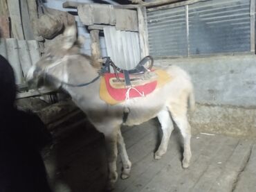 Другие с/х животные: Осёл рабочего ешек сатылат срочно улагы уйуру 💯💯💯 араба тартат жорго — 6