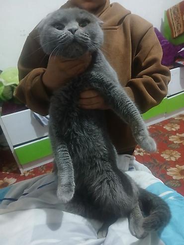 Продажа кошек: Скоттиш-фолд (шотландская вислоухая кошка). - Тип: домашний питомец — 9