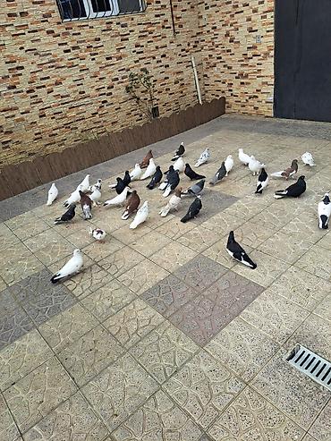 Göyərçinlər: Salam 35 eded goyercindi kom 7 manat.tek tek 10 manat. Təsvir: - — 10