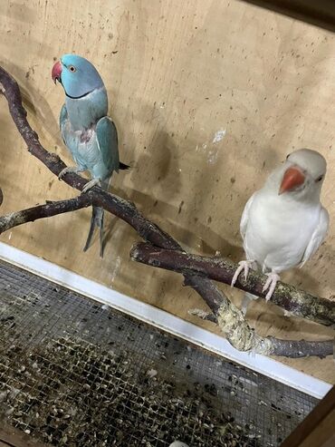 Digər quşlar: Məhsul: Halqa boyunlu parakitlər (Alexandrine/Indian Ringneck növü) — 13