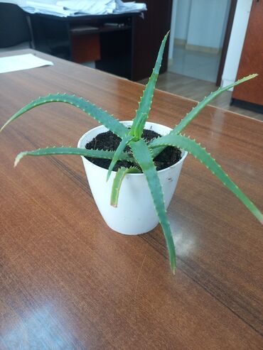 aloe gulu: Алоэ, лечебное