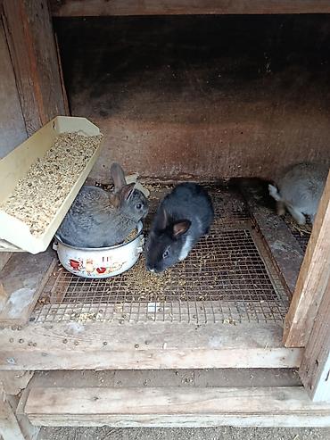 Dovşanlar: Salam.kaliforniya anqorka dovsanlari satilir.qiymet dovwana gore — 9