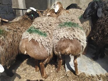продажа овец в бишкеке: Продаю | Баран (самец) | На забой