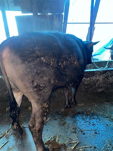 Коровы, быки: Продаю | Бык (самец) — 1