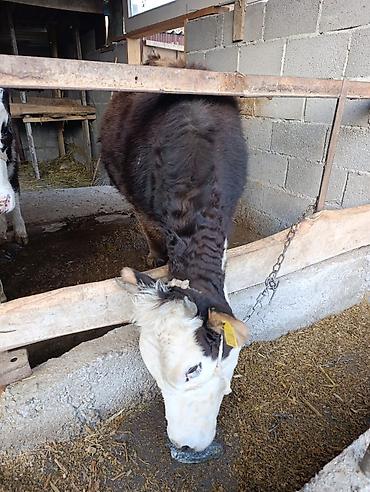 Коровы, быки: Продаю | Бык (самец) | Герефорд | На откорм | Привязанные — 6