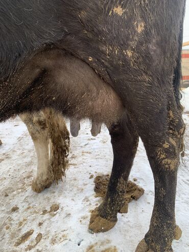 Коровы, быки: Продаю | Корова (самка) | Алатауская, Симментальская | На откорм, Для разведения, Для молока | После отела — 11