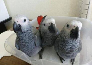 Životinje: Афрички сиви папагаји на продају И мушко и женско су доступни и