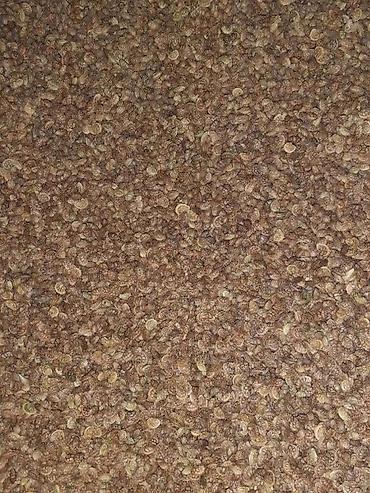 Другие виды семян и саженцев: Коп жылдык эспарцет уругу. Уроончулук чарба "Победитель" Ысыккол обл — 13