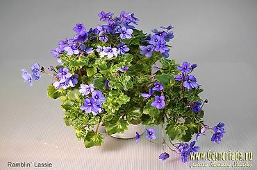 Фиалки и глоксинии: 🌱🌺🌱 Продаю сортовые ДЕТКИ,СТАРТЕРЫ стандартных, трейлерныхмини и — 11