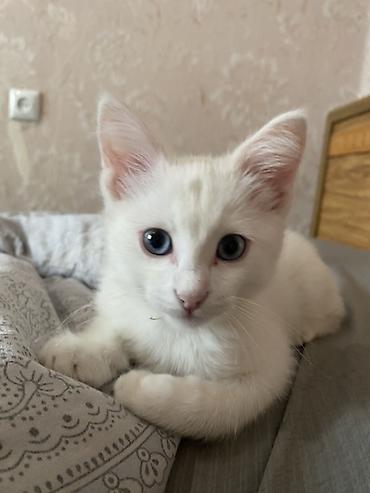 Беспородная, 3 месяца, Мальчик, Белый, Приучена к лотку at lalafo.kg Беспородная, 3 месяца, Мальчик, Белый, Приучена к лотку