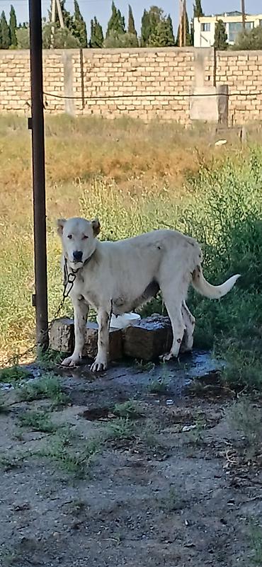 zvanok iti satilir: Alabay, 2 il, Dişi, Peyvəndli, Rayonlara çatdırılma — 2