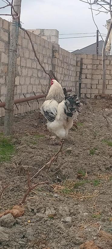 halep kecisi satilir: Təmiz qan Light Bramaların yumurtaların satışı mövcuddur. Maraqlı olan — 4