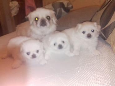 sirin it sekilleri: Pekines, 1 ay, Dişi, Peyvəndli — 3