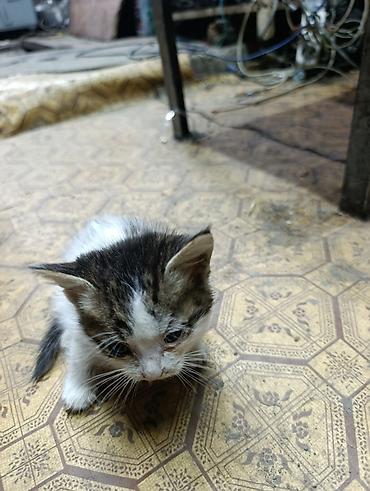 Отдам даром кошку: Котята даром, есть кошка веслоухая 1 год тоже даром в хорошие руки — 7