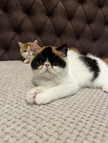 brod za prihranu ribe: Na prodaju egzotični kratkodlaki mačići (Exotic Shorthair) — 6