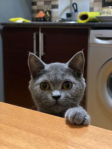 Pişiklər: Britan, Dişi — 1