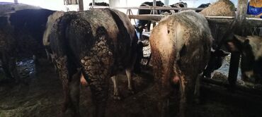 Inəklər, öküzlər: Məhsul: Qaramal – ət istiqamətli dana/öküzlər Təsvir: - Şəkillərdə — 2