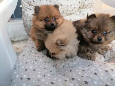 Psi: Oduševićemo vaša srca predivnim Pomerancima iz našeg pažljivo — 14