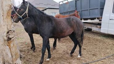 Лошади, кони: Продаю | Жеребенок | Полукровка | Для разведения | Племенные — 2