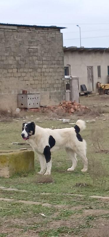 İtlər: Alabay, 1 il, Dişi, Peyvəndli — 12