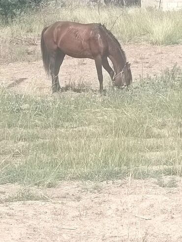 at şampunu qiymeti: Самец, Qarabag, лет: 6, Самовывоз