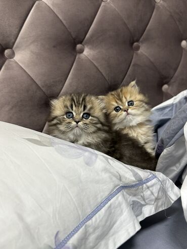 Pişiklər: Britan, Dişi, Yaxşı əllərə, Ünvandan götürmə, Pulsuz çatdırılma, Ödənişli çatdırılma — 10